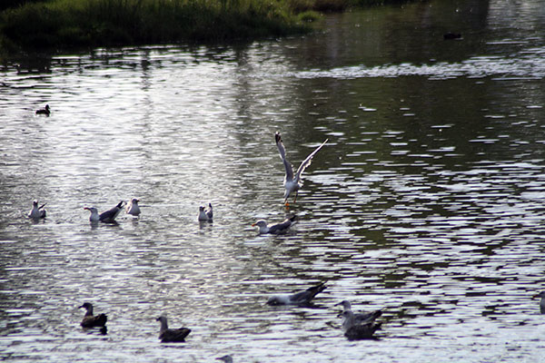 Pelea de gaviotas por un pez en la costa Asturiana