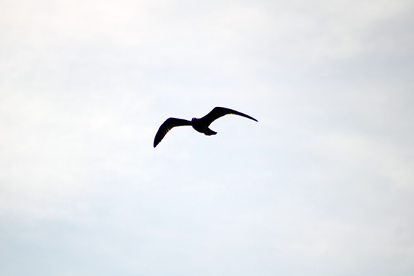Gaviota sobrevolando un puerto en Asturias
