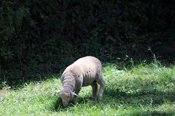 Oveja pastando en Asturias