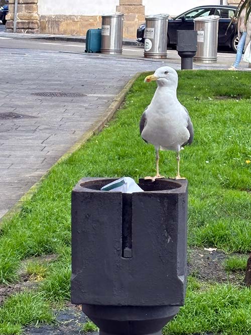 Gaviota rebuscando alimento en una papelera urbana en Asturias