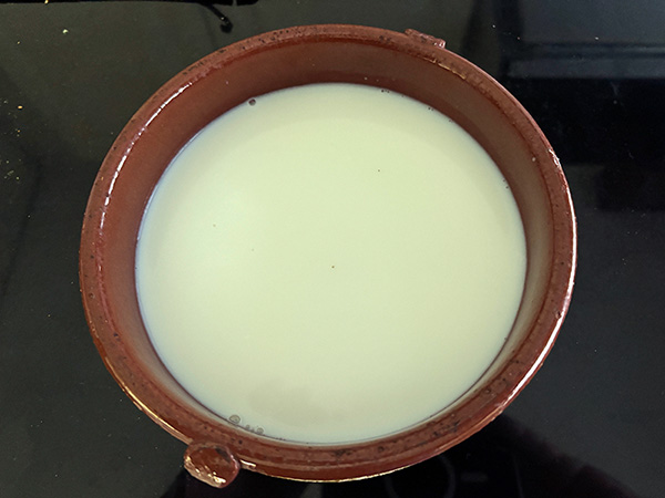 Leche de vaca recién ordeñada para producción de queso en Asturias