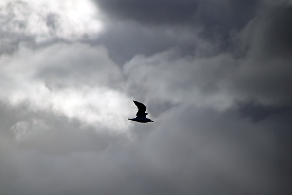 Gaviota sobrevolando un puerto en Asturias