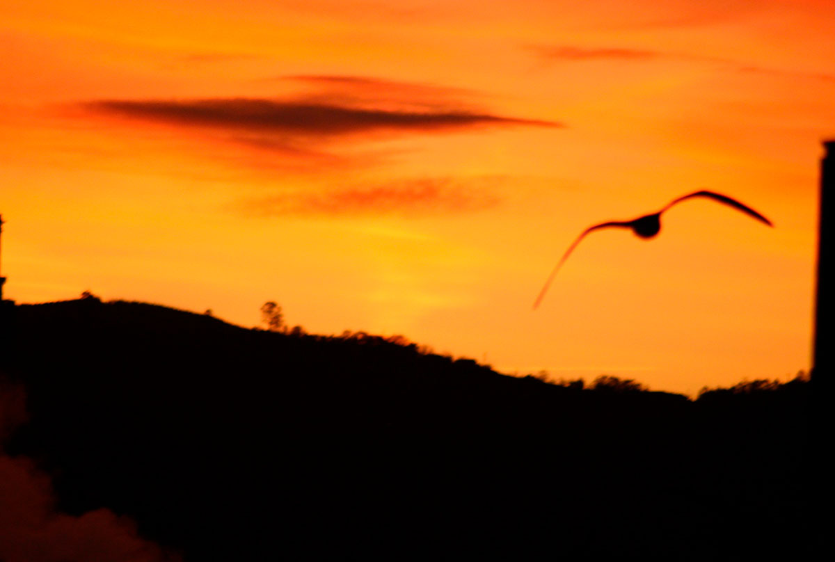 Una gaviota vuela al amanecer sobre Gijón