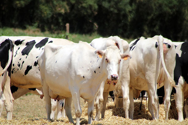 Vacas productoras de leche en Asturias