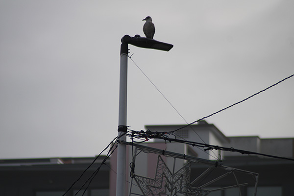 Gaviota en un puerto asturiano
