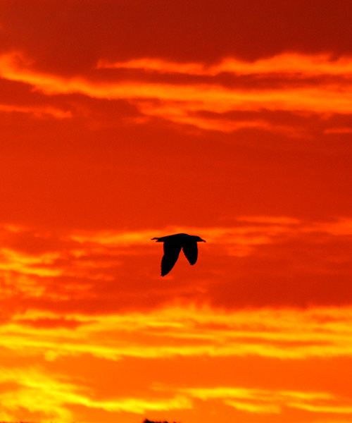 La gaviota Bruma sobrevolando el puerto de Luarca en Asturias en un amanecer rojizo
