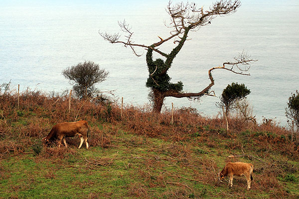 Vacas pastando en la costa asturiana