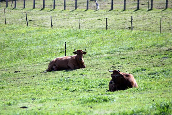 Ganado vacuno en Asturias