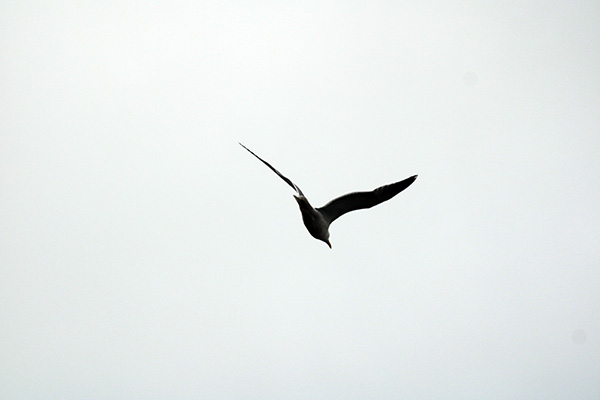 Gaviota volando en Gijón