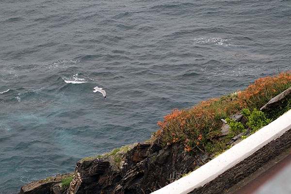 Gaviota planeando en un acantilado en Asturias