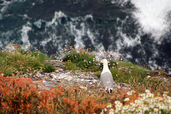Gaviota en un acantilado asturiano