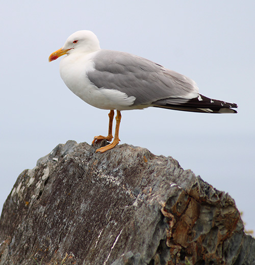 Gaviota patiamarilla en un risco en Asturias