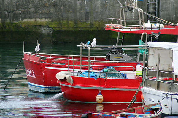 Gaviotas sobre los barcos pesqueros en el puerto de Luarca en Asturias