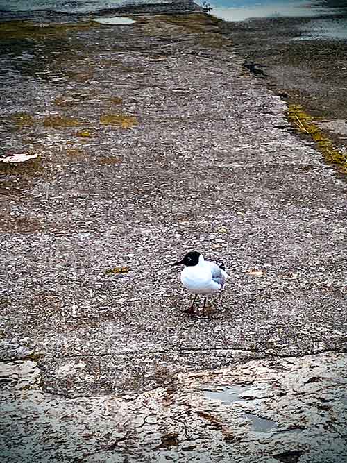 Gaviota reidora con su capuchón negro de época de reproducción