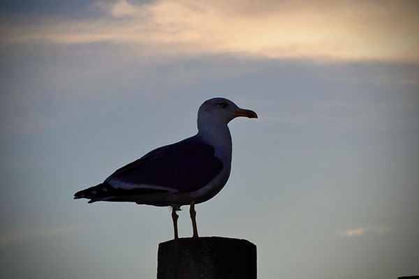Gaviota en un puerto pequero asturiano