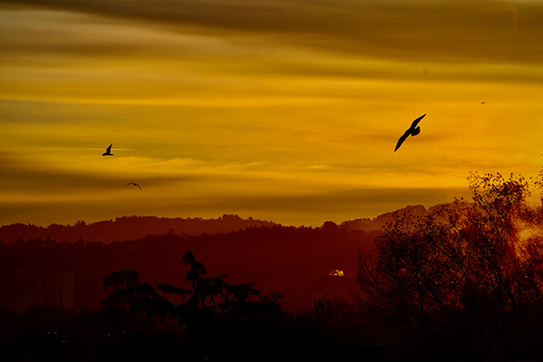 Gaviotas volando al amanecer sobre Asturias
