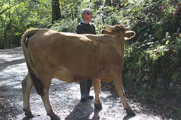 Vaca de la raza casina en Asturias