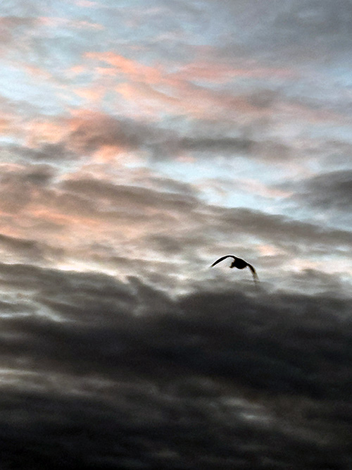 Ánade real volando en Gijón