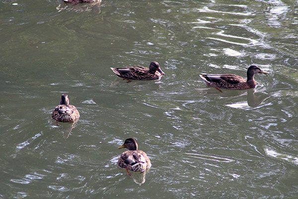 Patos nadando en el estanque de un parque en Gijón