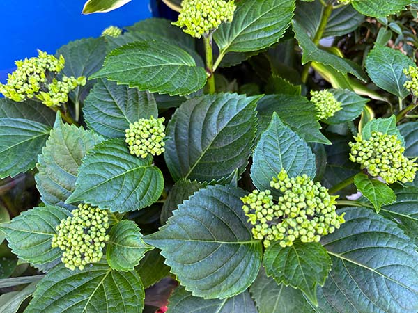 Mato de hortensias jóvenes