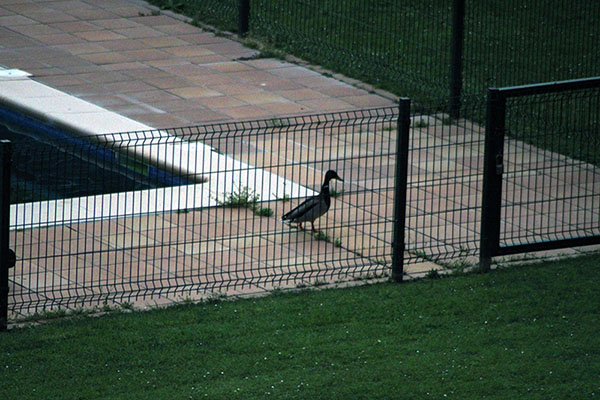 Pato en una piscina