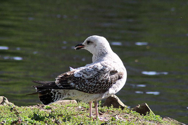 Gaviota en los acantilados de Asturias