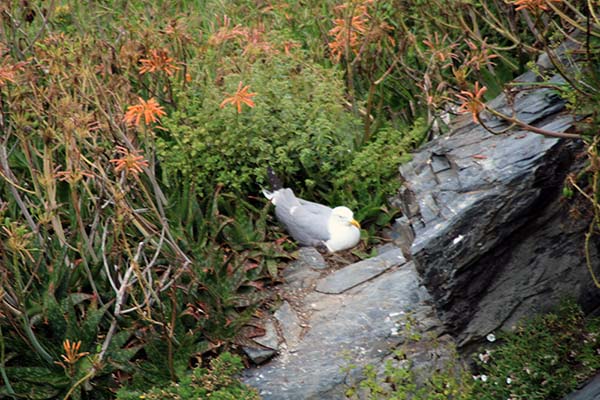 Gaviota patiamarilla en Asturias
