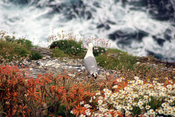 Gaviota patiamarilla en Asturias