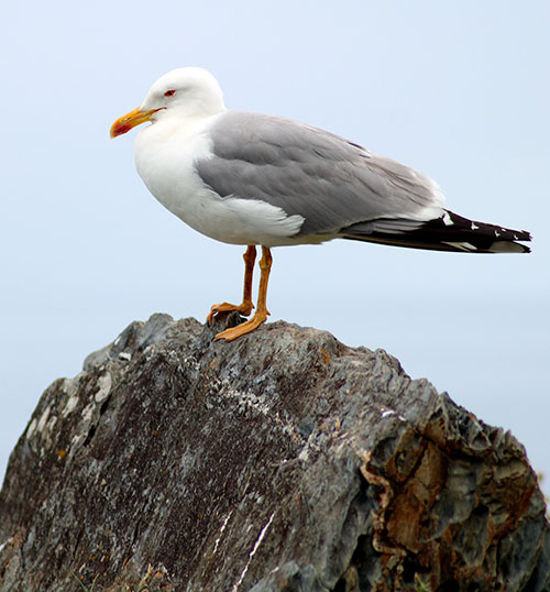 Gaviota patiamarilla en Asturias