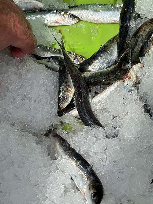 Sardinas en Lastres en Asturias