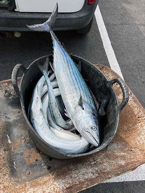 Bonito atlántico o sierra y agujas, todo ello recién pescado por un pescador deportivo en su barco