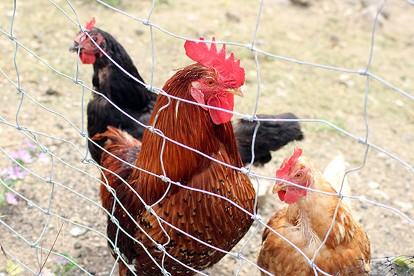 Gallinas en el patio de una casa de campo