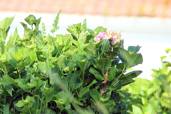 Mato de hortensias en Somao en Asturias