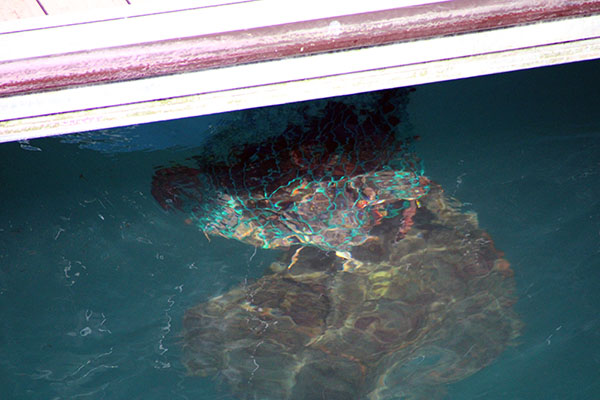 Centollos dentro de una bolsa de red para mantenerlos vivos en el agua bajo una lancha en el puerto de Lastres en Asturias