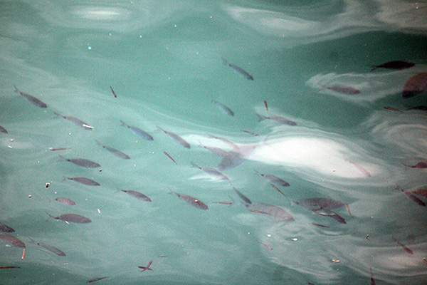 Peces en el puerto de Lastres en Asturias