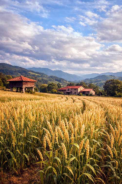 Recreación de una plantación de escanda en la Asturias rural