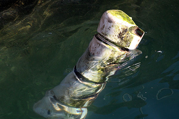 Basura flotando en la dársena del puerto del Musel en Gijón