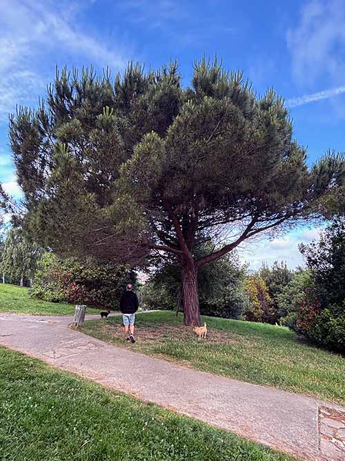 Parque de los Pericones en Gijón