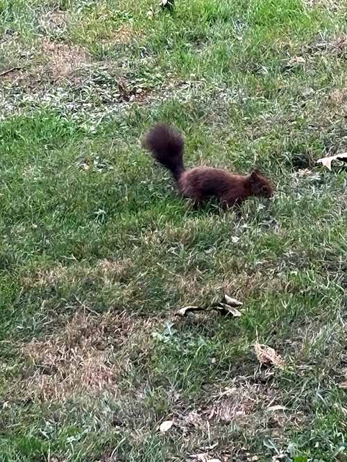 Fauna urbana en el parque de Los Pericones en Gijón