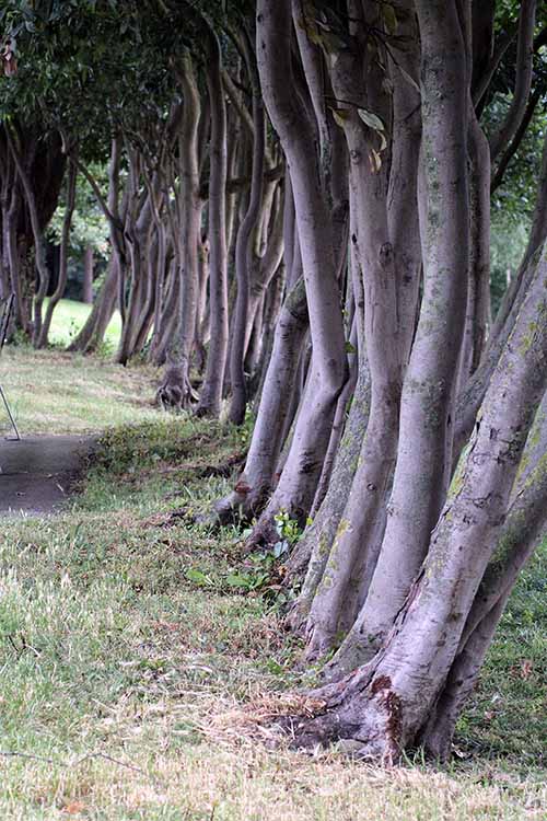 Parque de los Pericones en Gijón