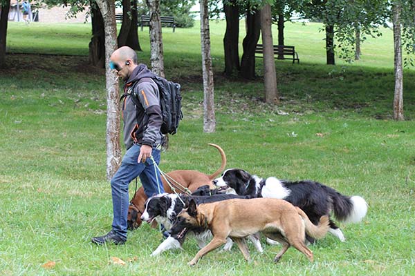 Paseando perros en el parque de los Pericones en Gijón