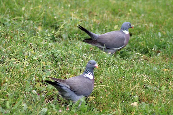 Fauna urbana en el parque de Los Pericones en Gijón