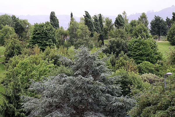 Arboleda en el parque de Los Pericones en Gijón
