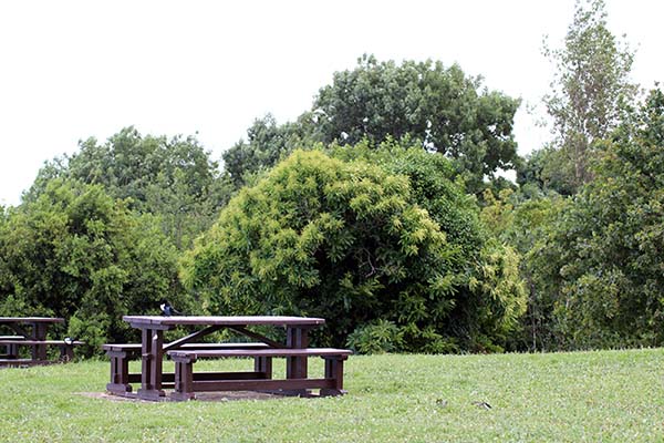 Arboleda en el parque de Los Pericones en Gijón