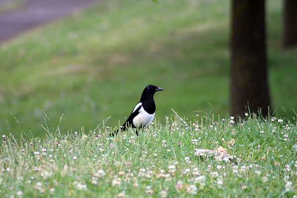 Fauna urbana en el parque de Los Pericones en Gijón