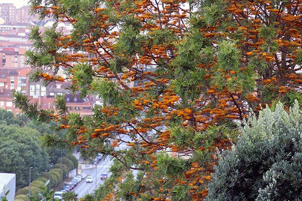 Parque de los Pericones en Gijón