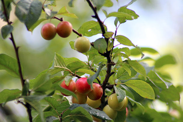 Árboles frutales en el parque de Los Pericones en Gijón