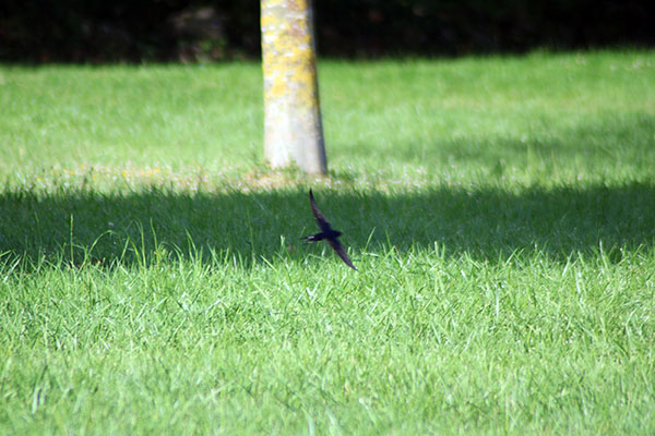 Golondrina en el parque de Los Pericones en Gijón