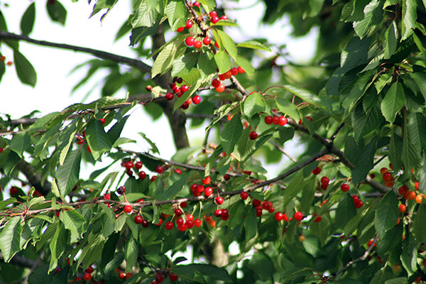 Árboles frutales en el parque de Los Pericones en Gijón