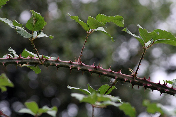 Tallo de una planta de moras subiendo al monte Naranco en Oviedo